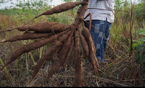 A farmer holds up a bunch of cassava roots, dug up from his farm in Oshogbo, in Osun State on August 26, 2010.